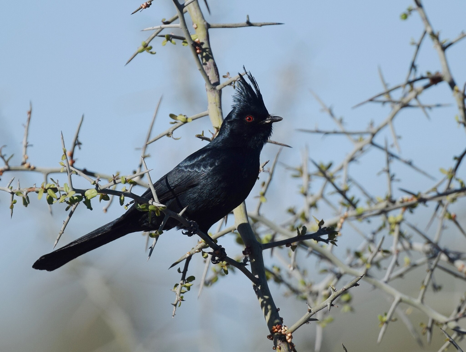 image Phainopepla